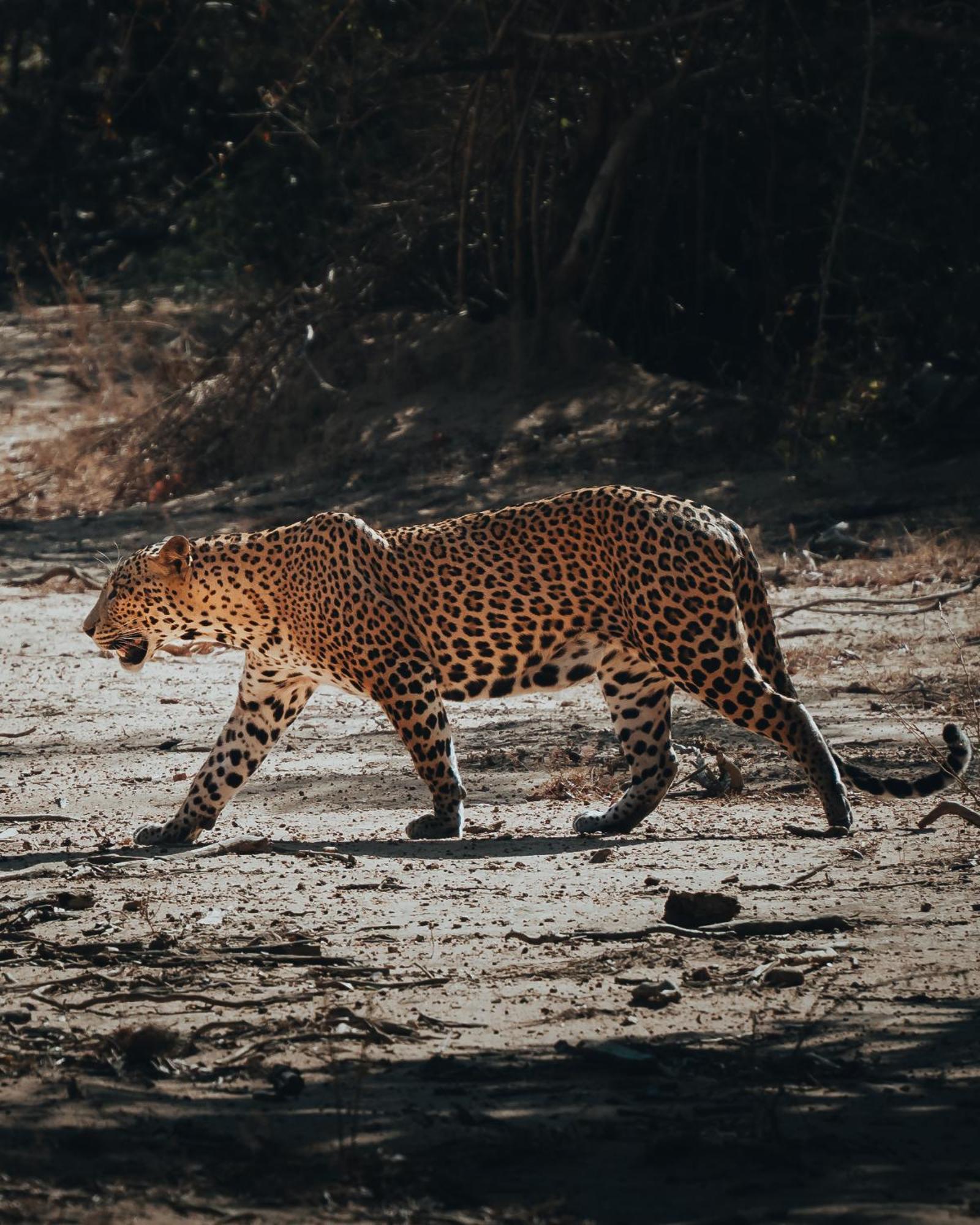 Wild Trails Yala By Suri Hotell Exteriör bild