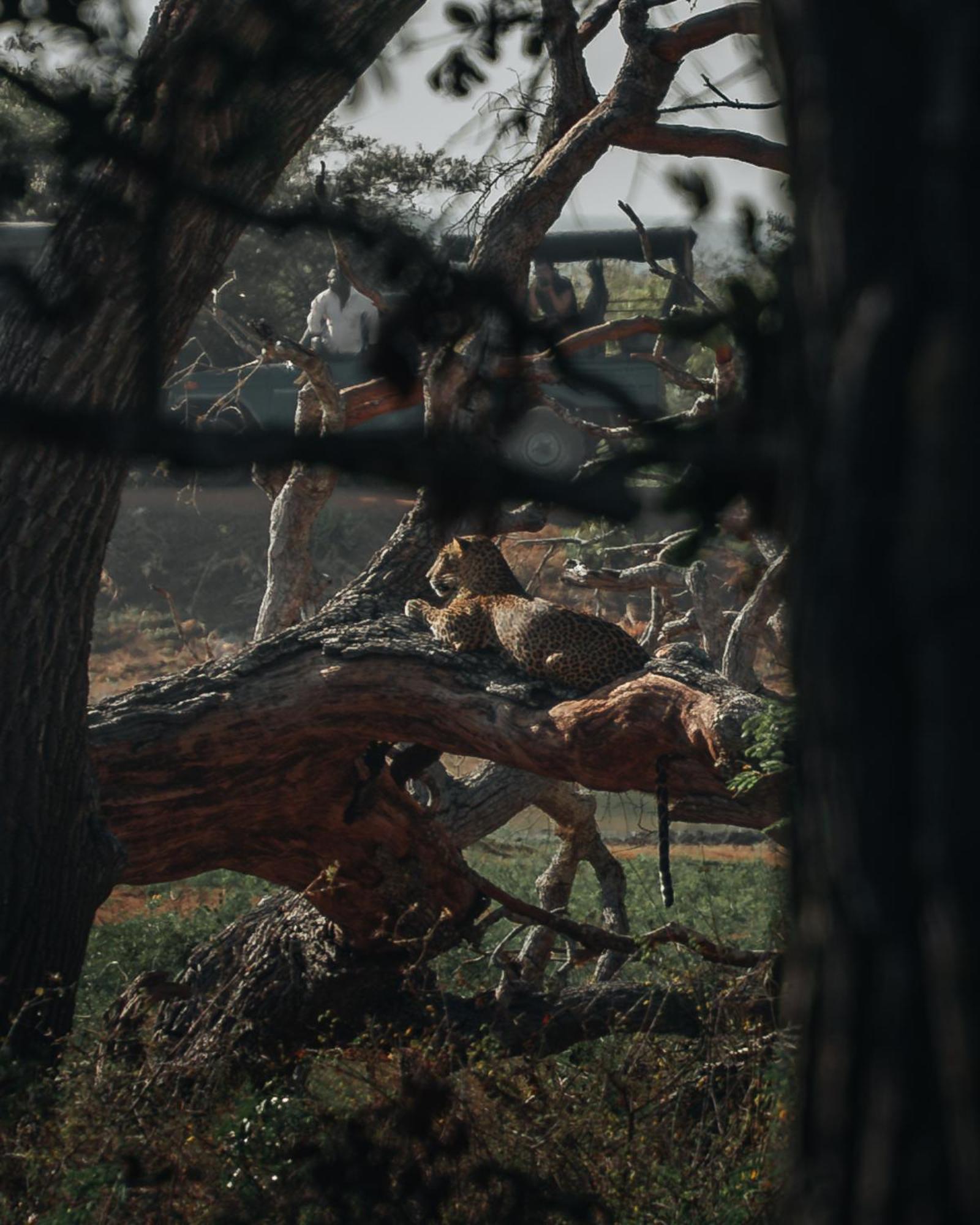 Wild Trails Yala By Suri Hotell Exteriör bild